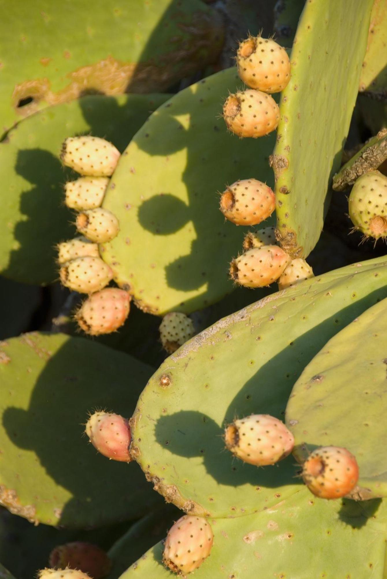 El Jardin De Los Suenos Rodalquilar Bagian luar foto