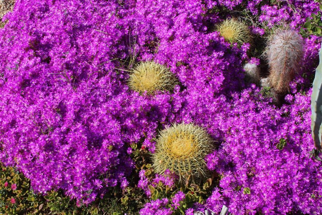 El Jardin De Los Suenos Rodalquilar Bagian luar foto